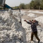 ایران بزرگ‌ترین خریدار پنبه تاجیکستان شد