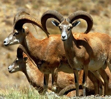 سایه انقراض بر سر حیات‌وحش اصفهان؛ تغییر اقلیم زیستگاه‌ها را تخریب کرد