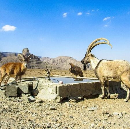 آب تانکر توقیفی، نذر حیات وحش منطقه‌ کلاه قاضی اصفهان شد