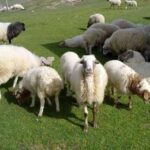 بازار گوشت گوسفندی زیر فشار هزینه های تولید؛ دامداران خواستار حمایت واقعی دولت هستند