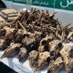 توضیح محیط‌زیست درباره کشف ۴۱ جمجمه حیات‌وحش از خانه‌ای در شاهین‌شهر