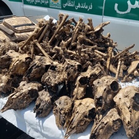 توضیح محیط‌زیست درباره کشف ۴۱ جمجمه حیات‌وحش از خانه‌ای در شاهین‌شهر