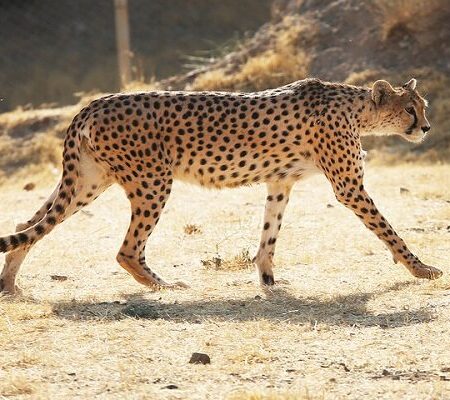 حفاظت از یوز ایرانی با تمرکز بر زیستگاه و کاهش تهدیدها دنبال می‌شود