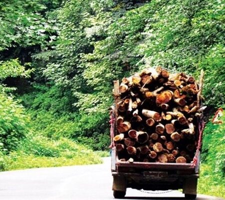 کشف ۲ تن چوب درخت تاغ در کوهپایه اصفهان؛ قاچاق‌چی‌ها متواری شدند