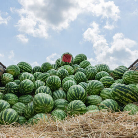بازار جهانی هندوانه بزرگتر شد، سهم ایران کوچک تر؛ صادرات کشور ۳۳.۵ درصد افت کرد