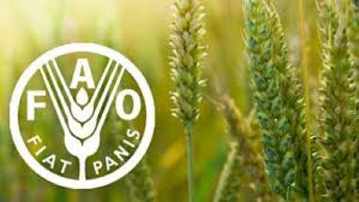 شاخص قیمت جهانی مواد غذایی در مسیر صعود؛ شکر پیشتاز گرانی