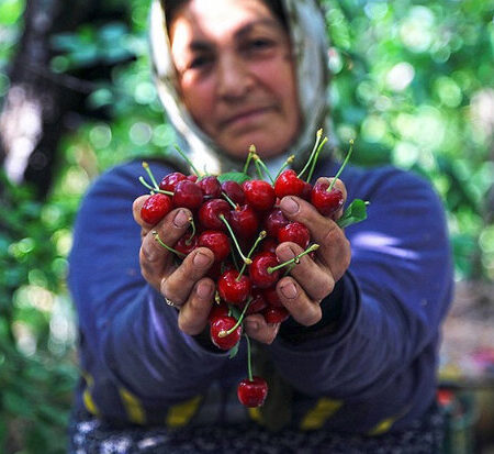 صادرات جهانی گیلاس به ۵.۸۵میلیارد دلار رسید؛ ایران در جایگاه ۳۲ صادراتی