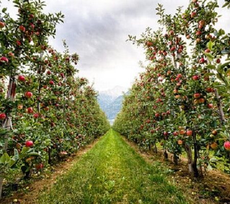 معافیت ۸۱ ردیف محصول باغی از عوارض صادراتی آب مجازی